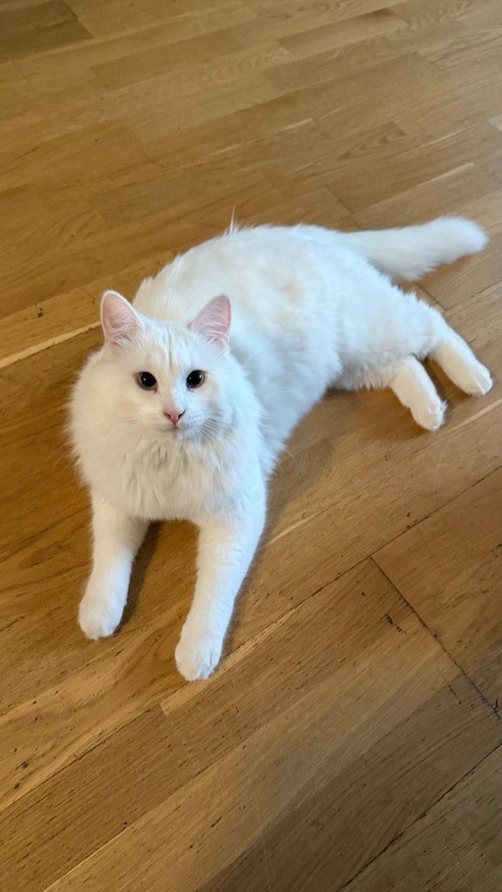 Пропала кошка в Калуге — фото объявления