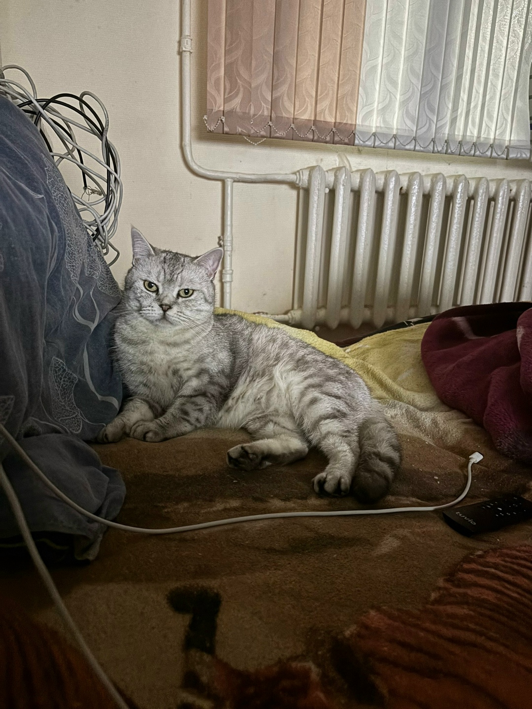 Пропала кошка в Калуге — фото объявления