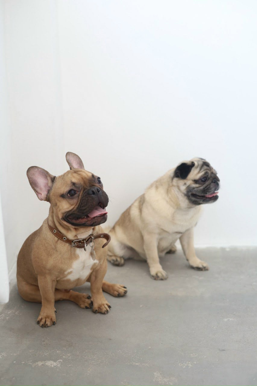 Найдена собака в Калуге — фото объявления