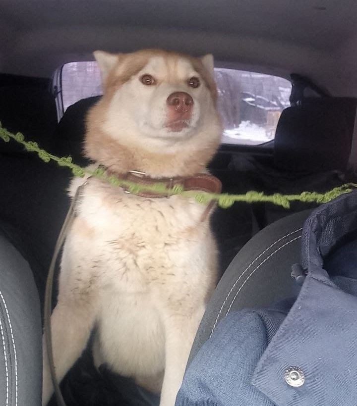 Пропала собака в Калуге — фото объявления