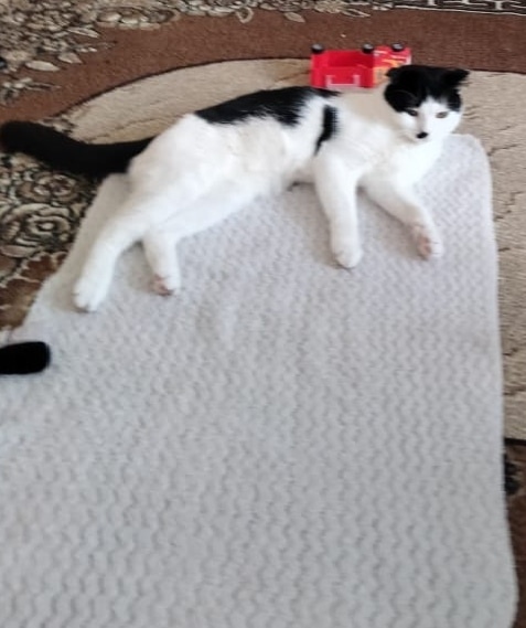 Найдена собака в Калуге — фото объявления