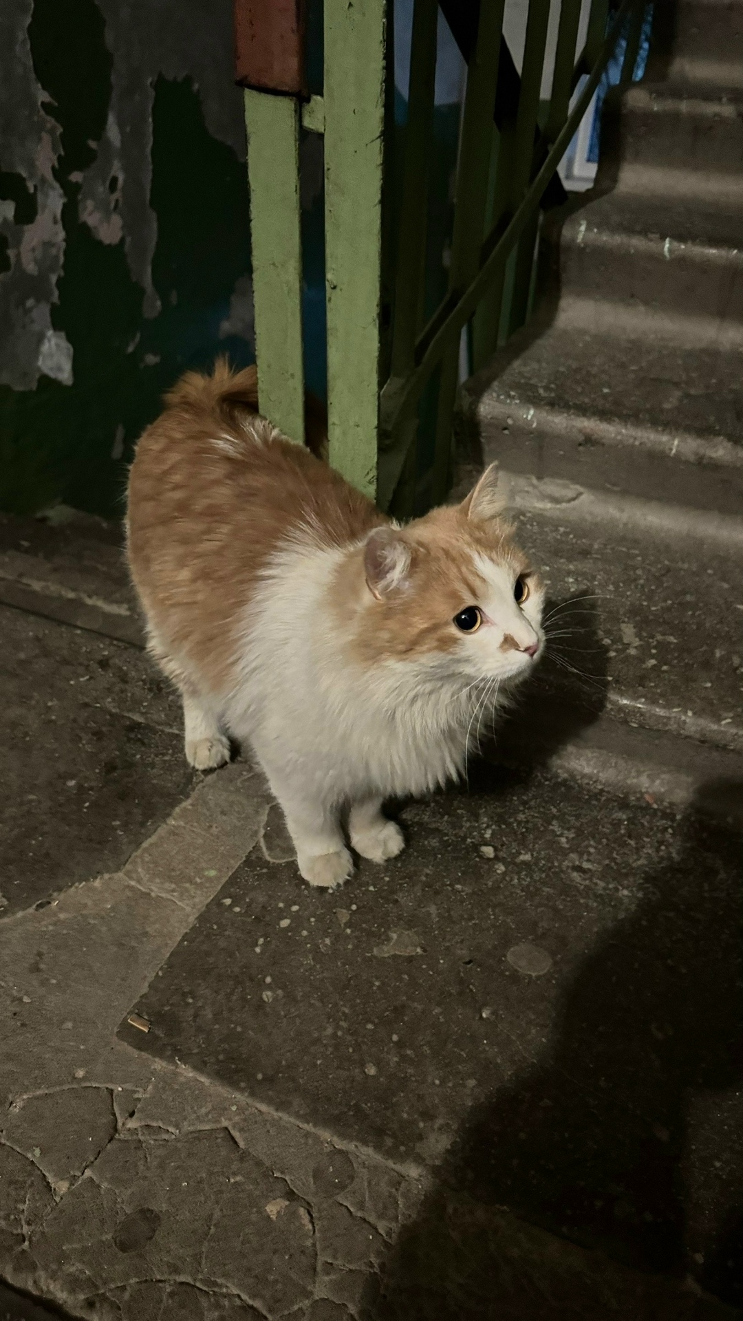 Найдена кошка в Калуге — фото объявления