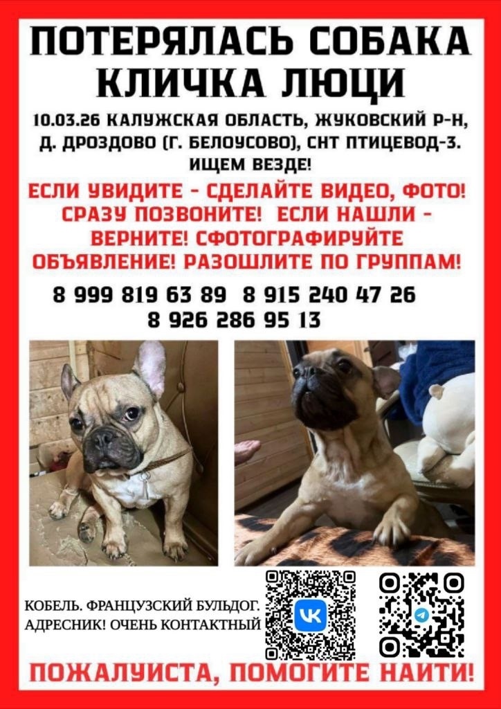Пропала собака в Калуге — фото объявления