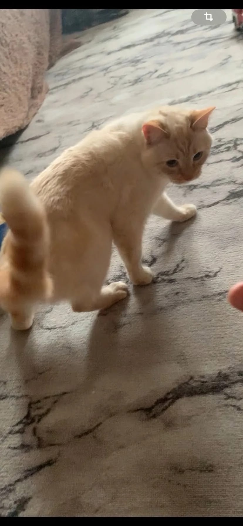 Пропала кошка в Калуге — фото объявления