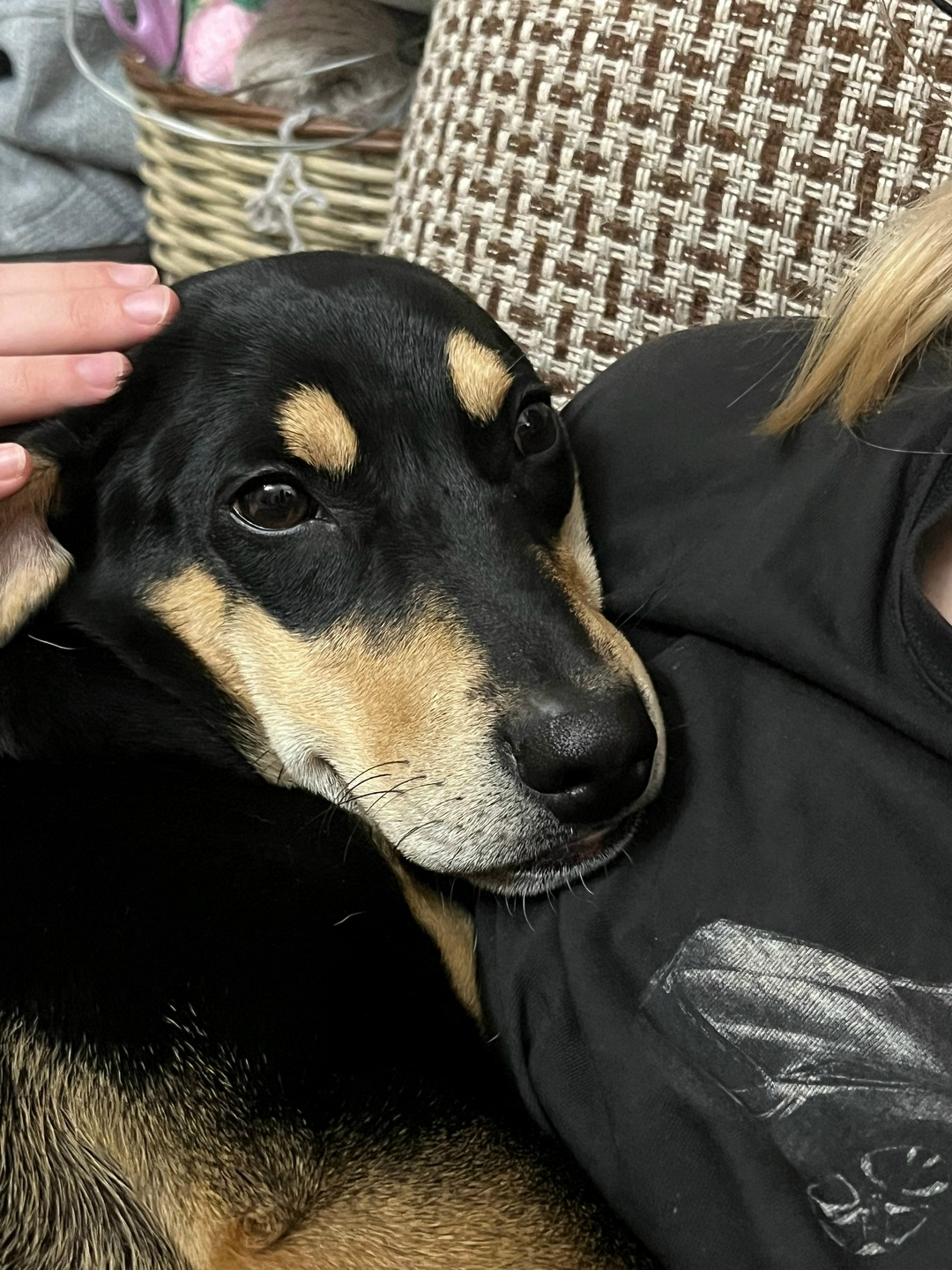 Пропала собака в Калуге — фото объявления