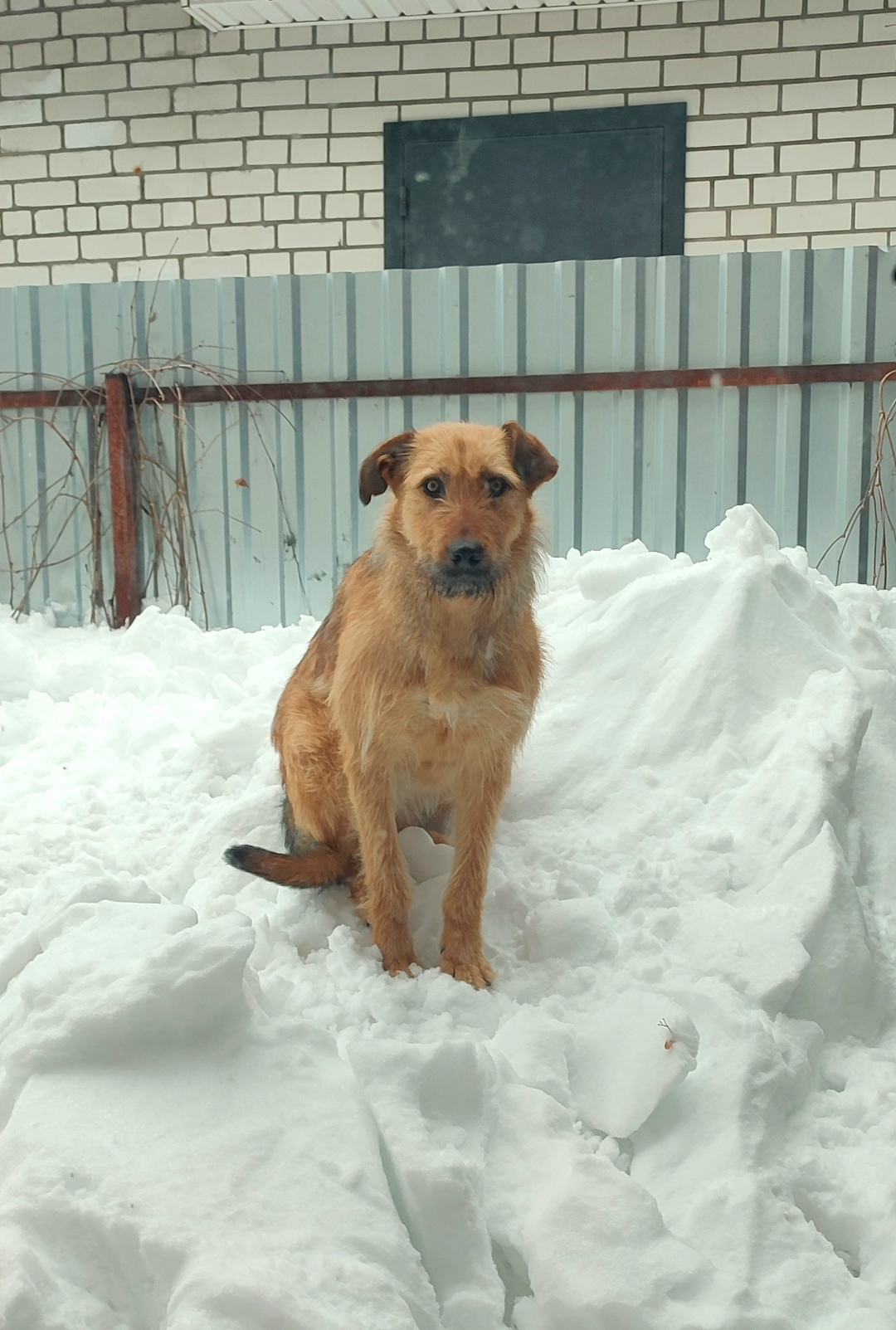Пропала собака в Калуге — фото объявления