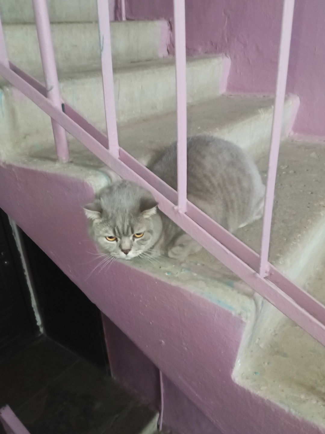 Пропала кошка в Калуге — фото объявления