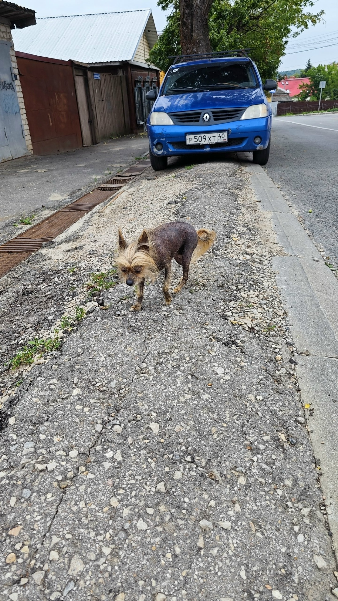 Найдена собака в Калуге — фото объявления