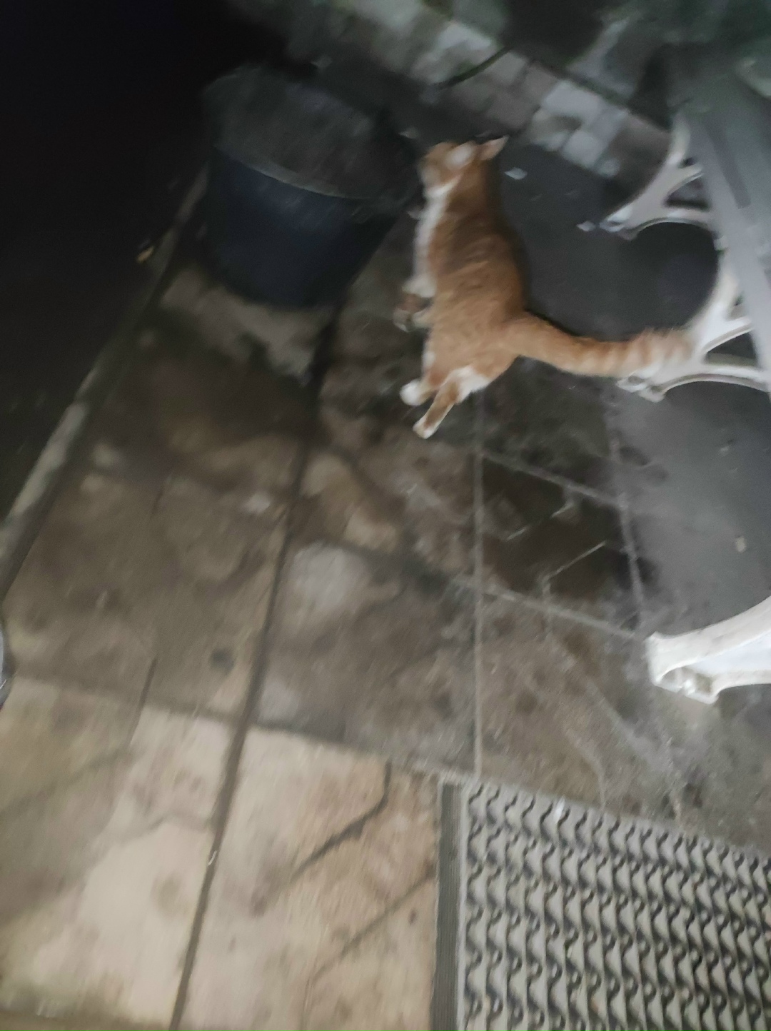 Найдена кошка в Калуге — фото объявления