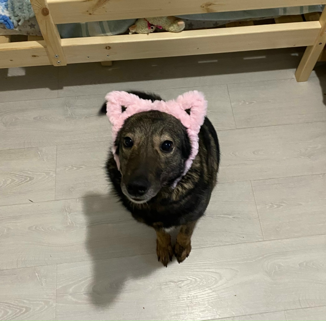 Пропала собака в Калуге — фото объявления