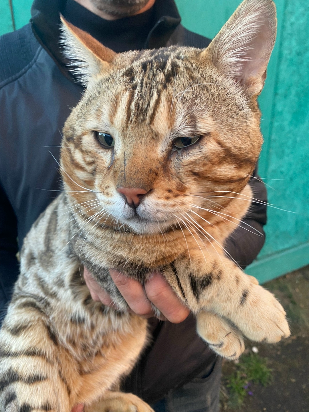 Найдена кошка в Калуге — фото объявления