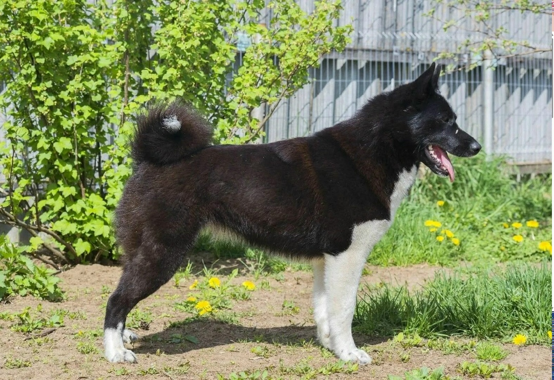 Пропала собака в Калуге — фото объявления