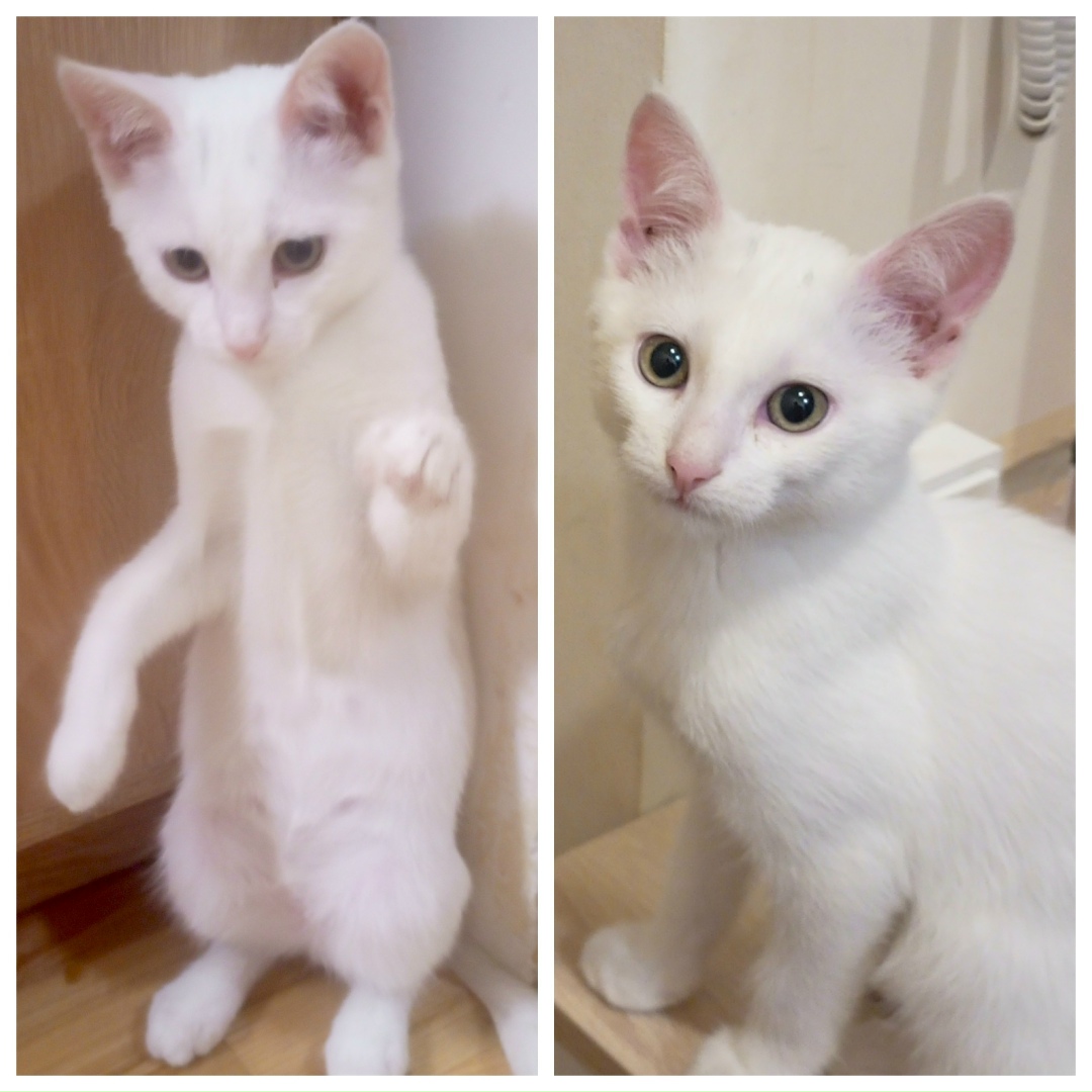 Пропала кошка в Калуге — фото объявления