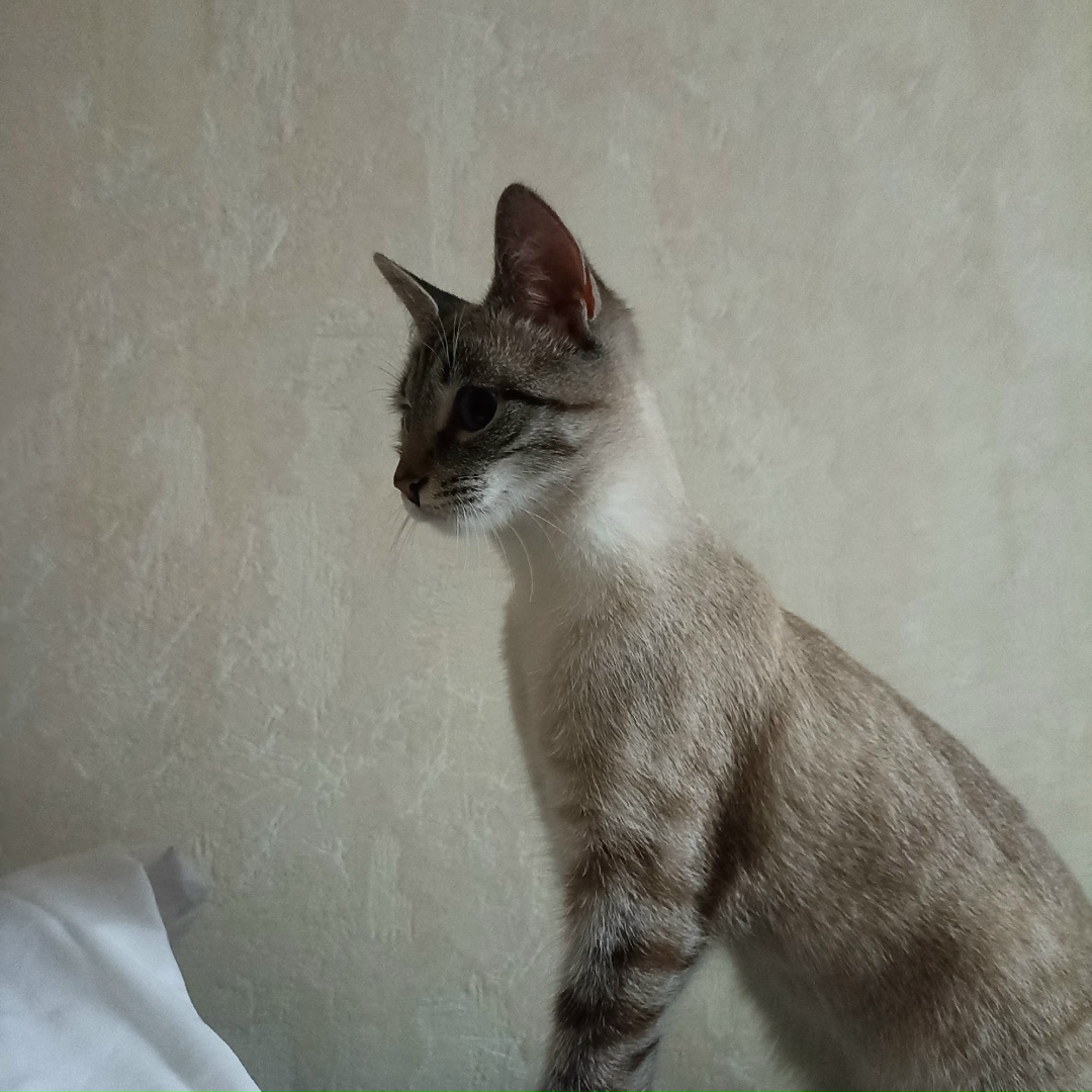 Найдена кошка в Калуге — фото объявления