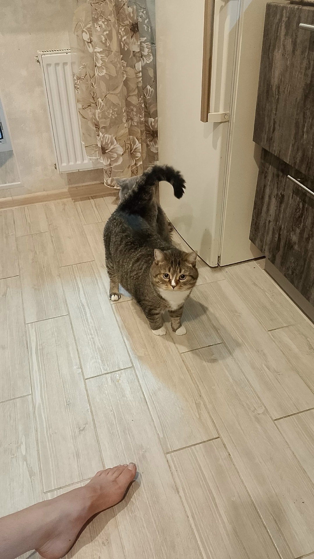 Найдена собака в Калуге — фото объявления