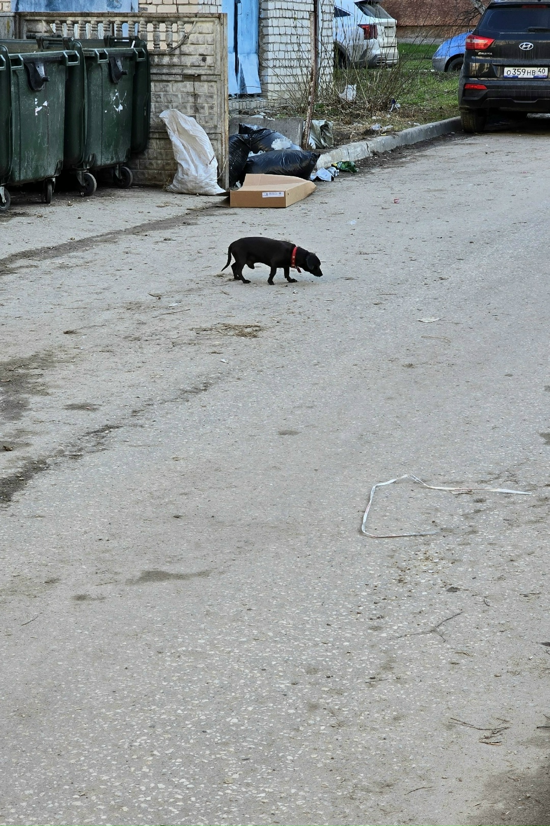 Пропала собака в Калуге — фото объявления