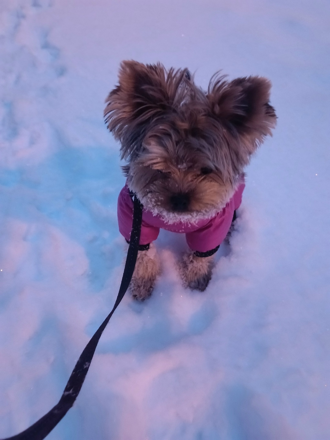 Найдена собака в Калуге — фото объявления