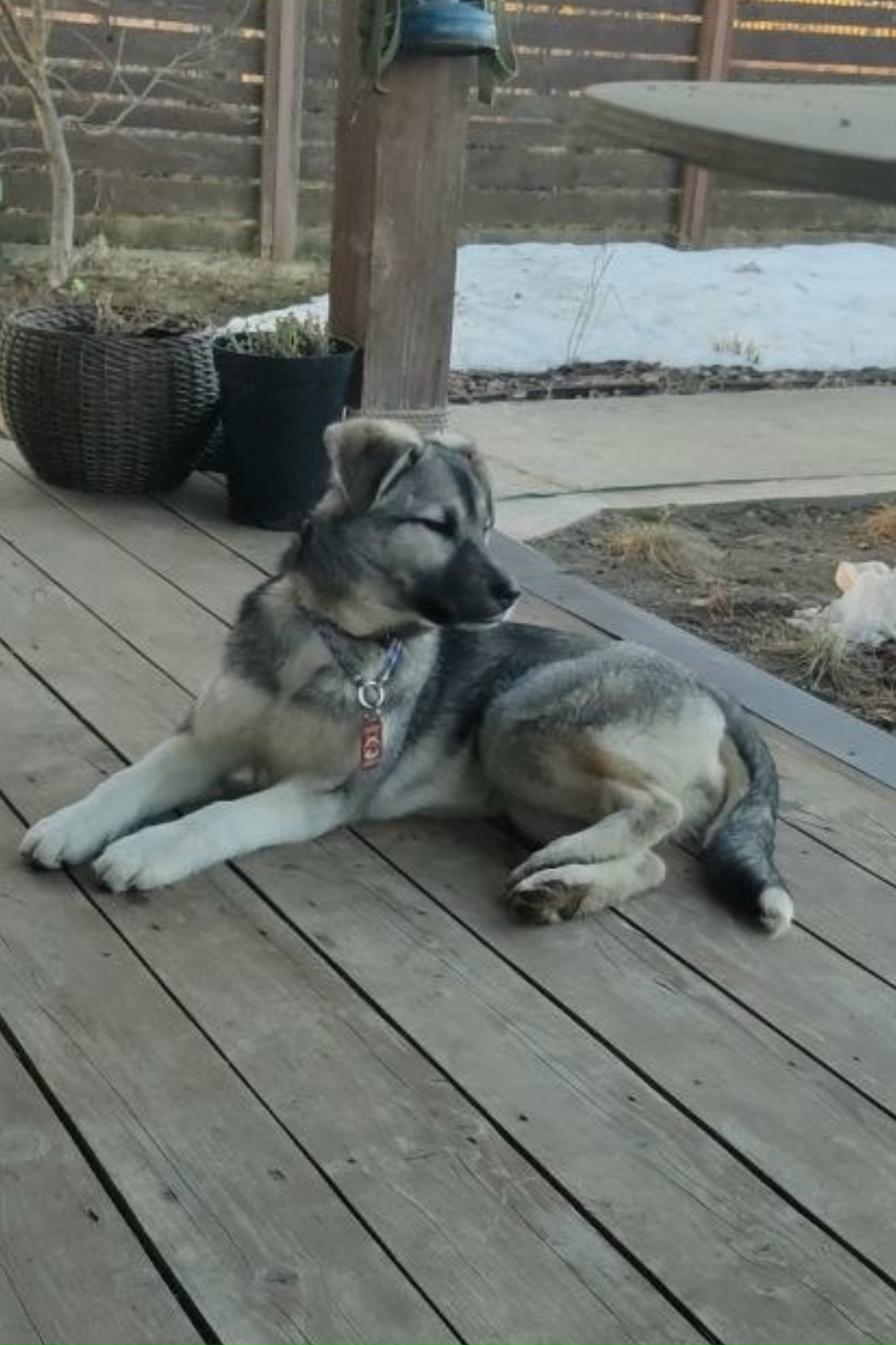 Пропала собака в Калуге — фото объявления