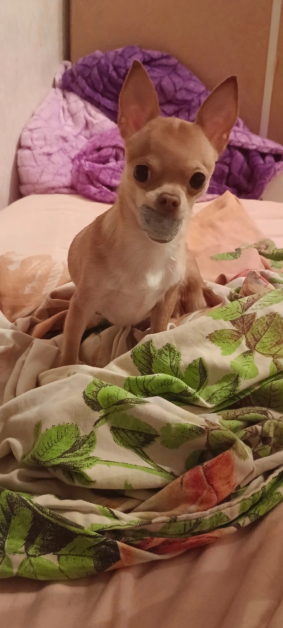 Пропала собака в Калуге — фото объявления