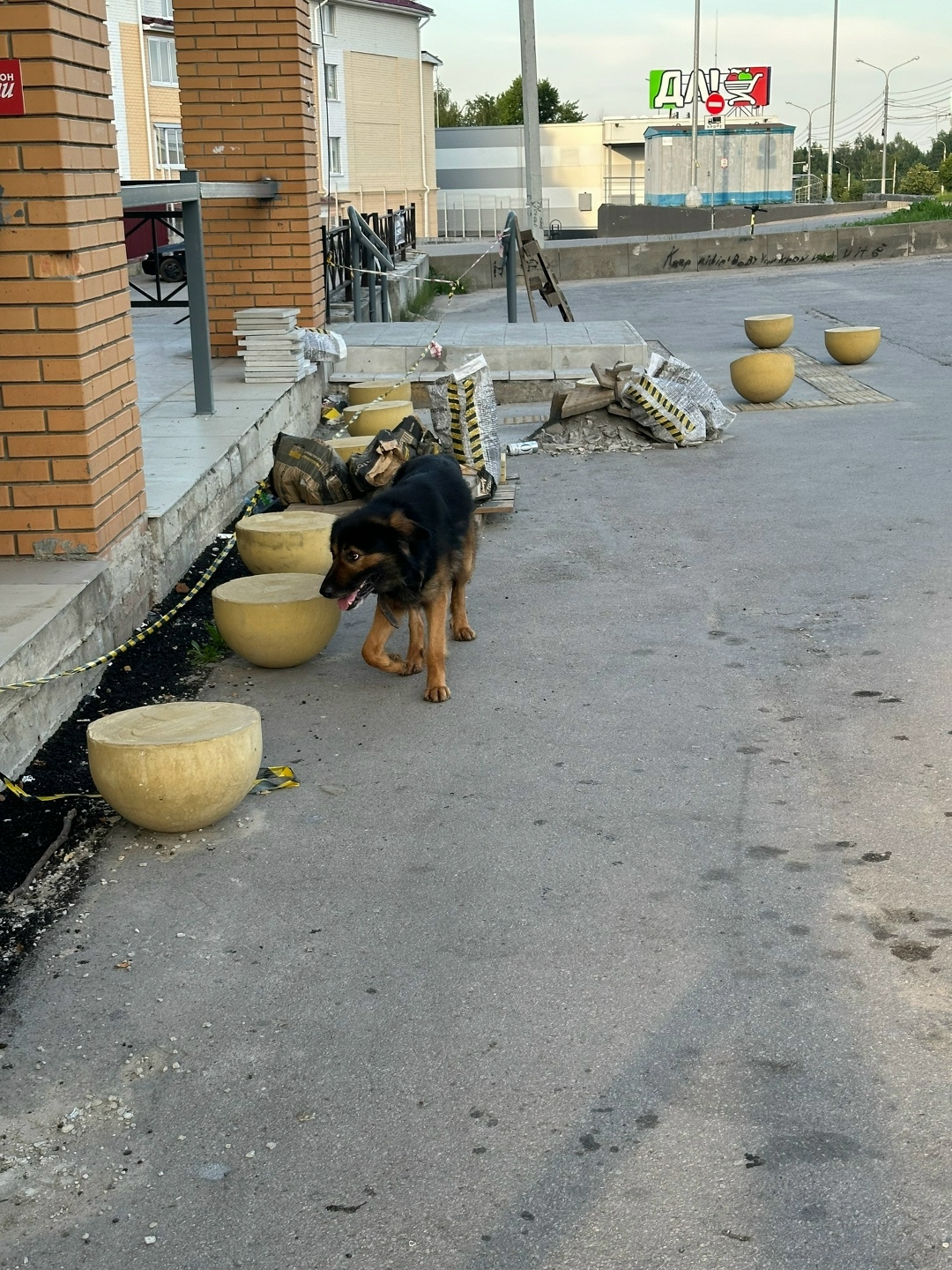 Найдена собака в Калуге — фото объявления