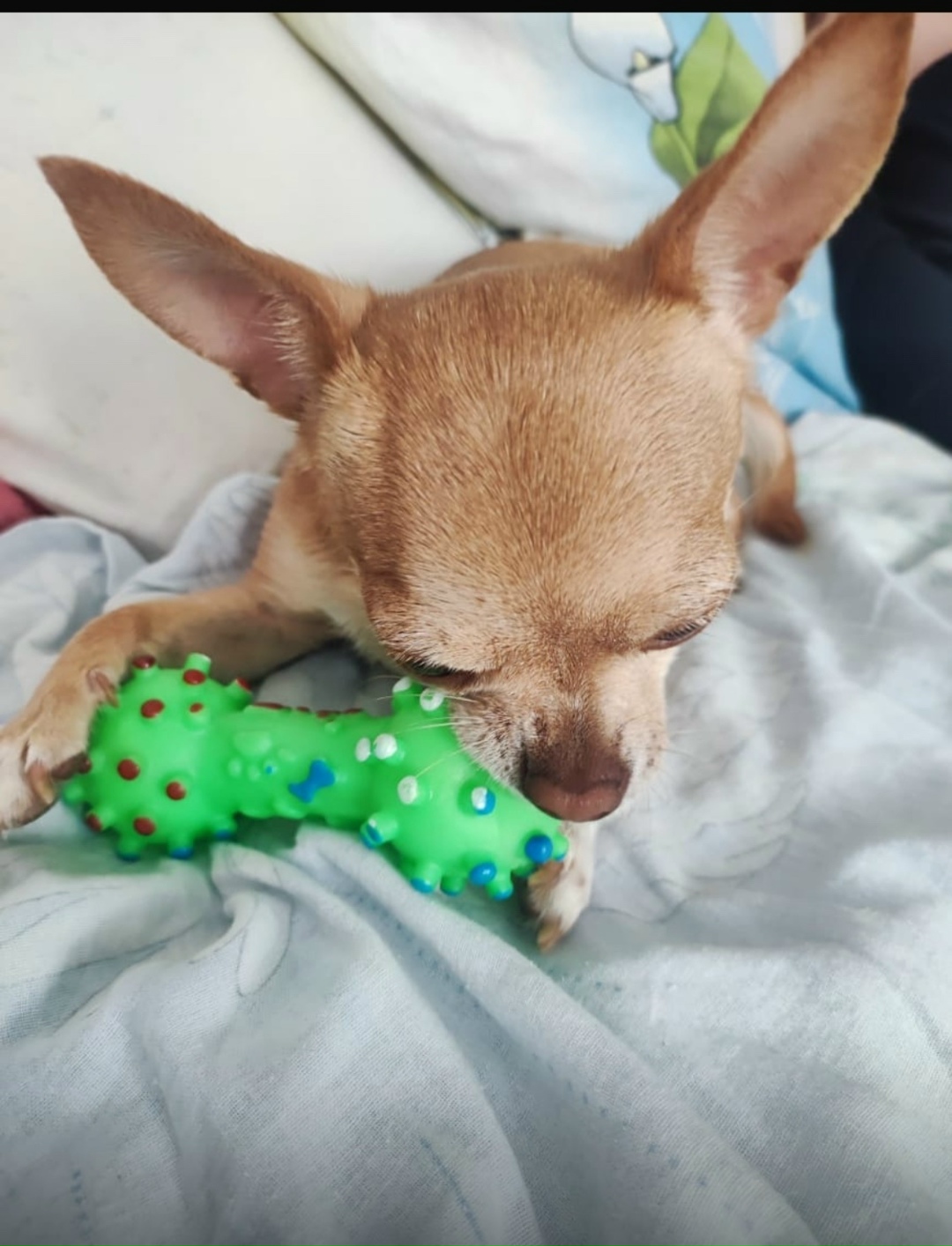 Найдена собака в Калуге — фото объявления