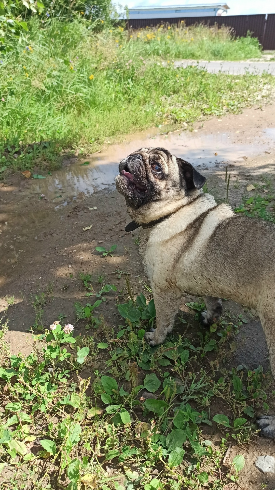 Найдена собака в Калуге — фото объявления
