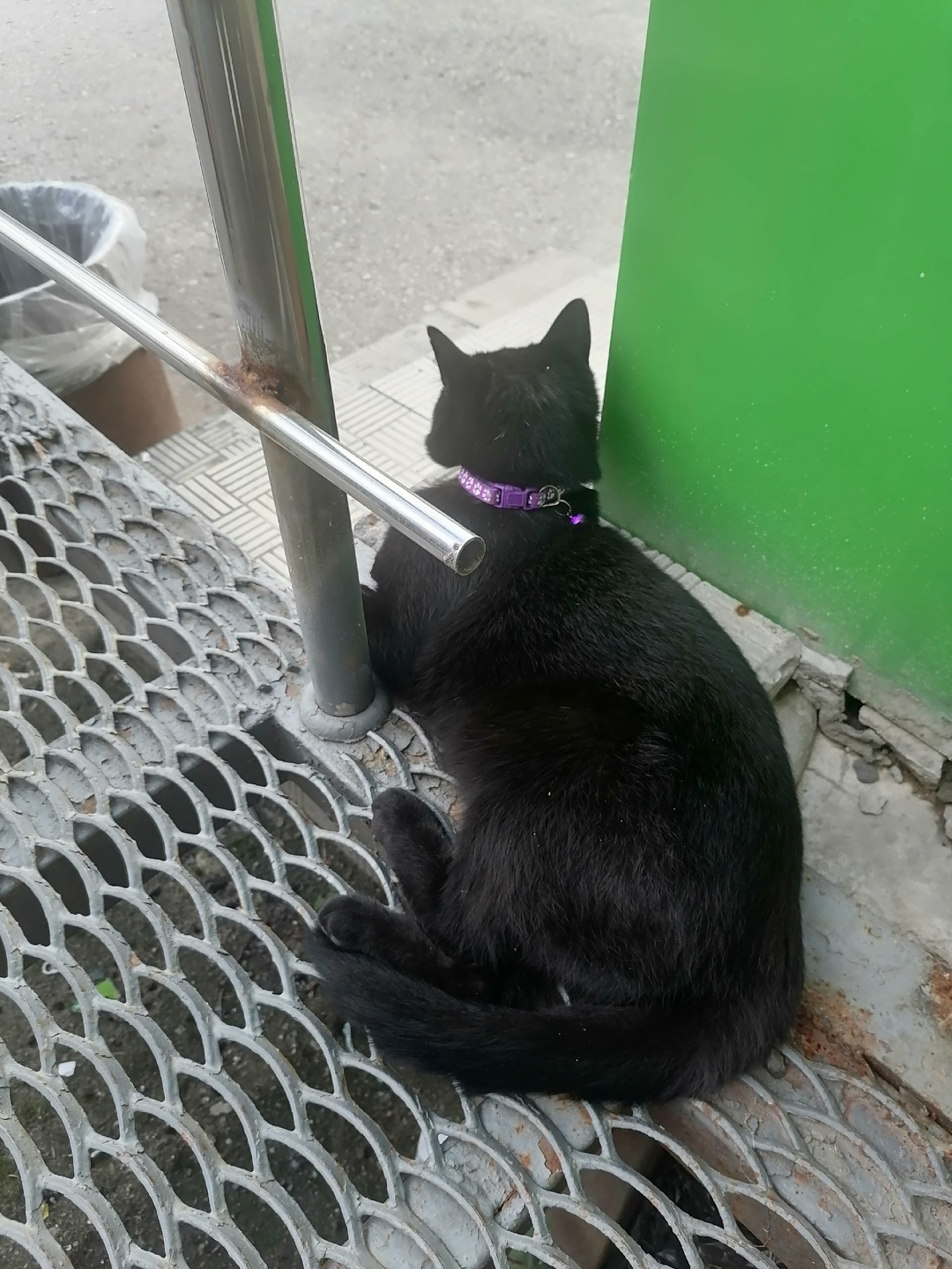 Найдена собака в Калуге — фото объявления