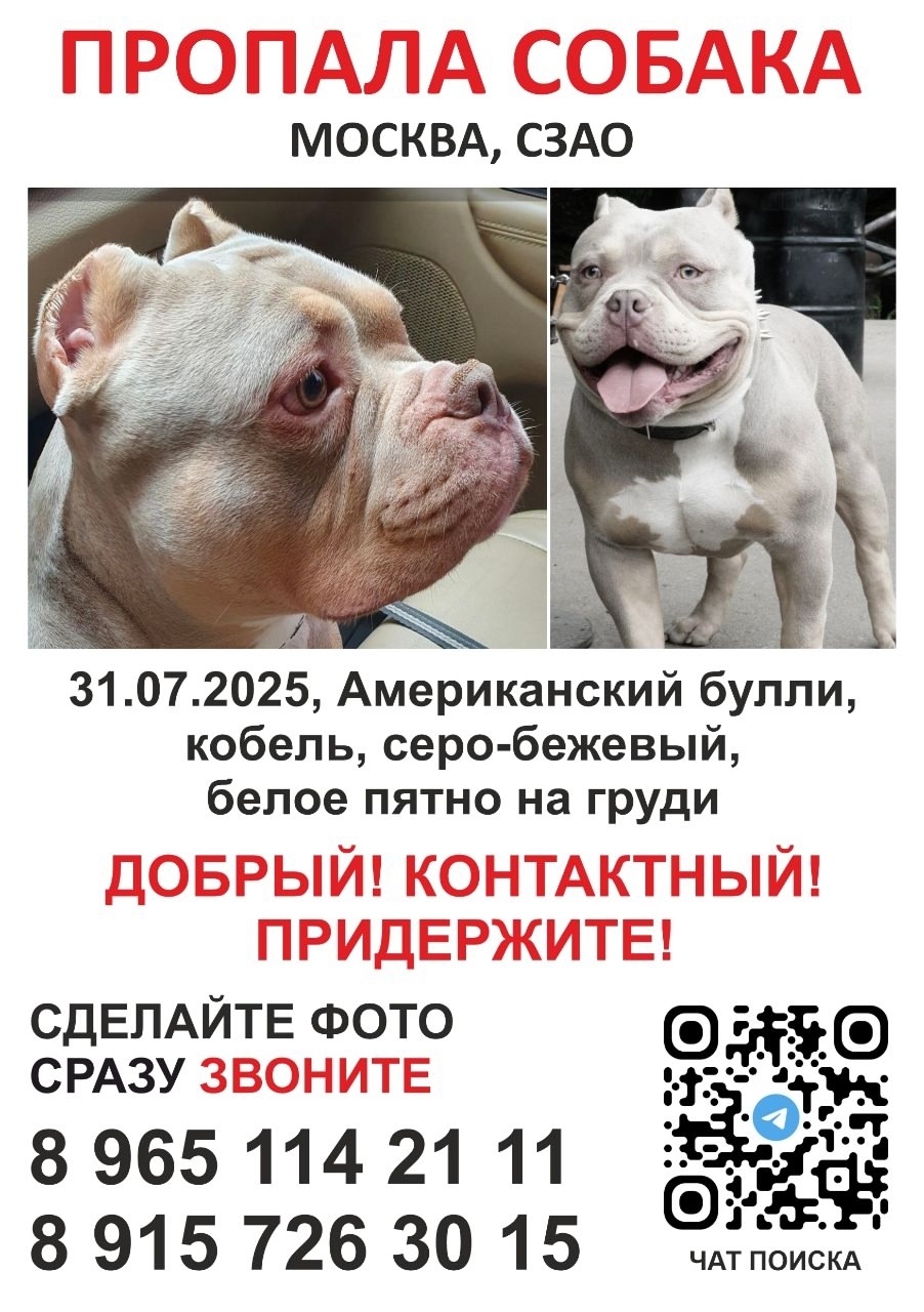 Найдена собака в Калуге — фото объявления