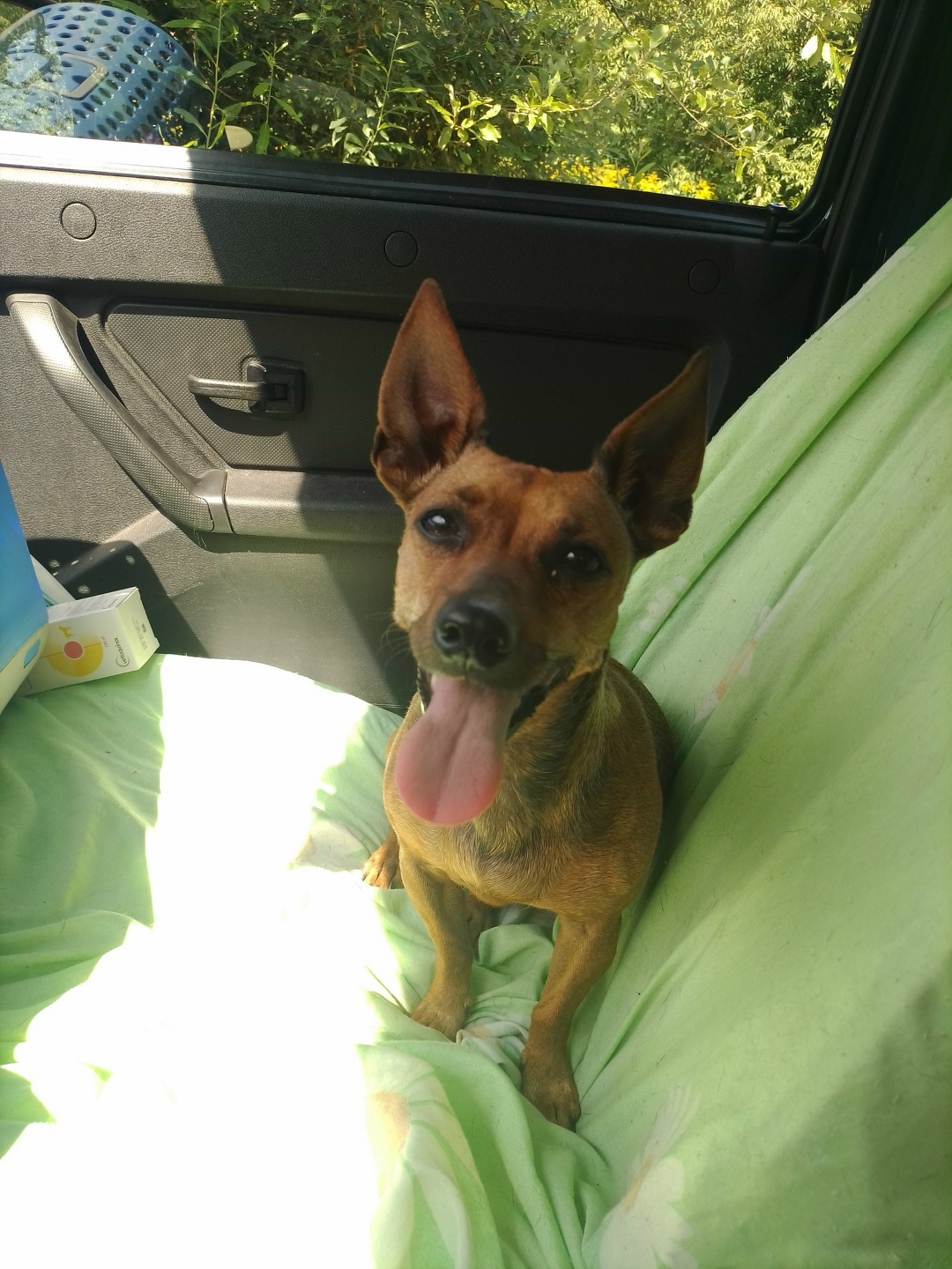 Найдена собака в Калуге — фото объявления