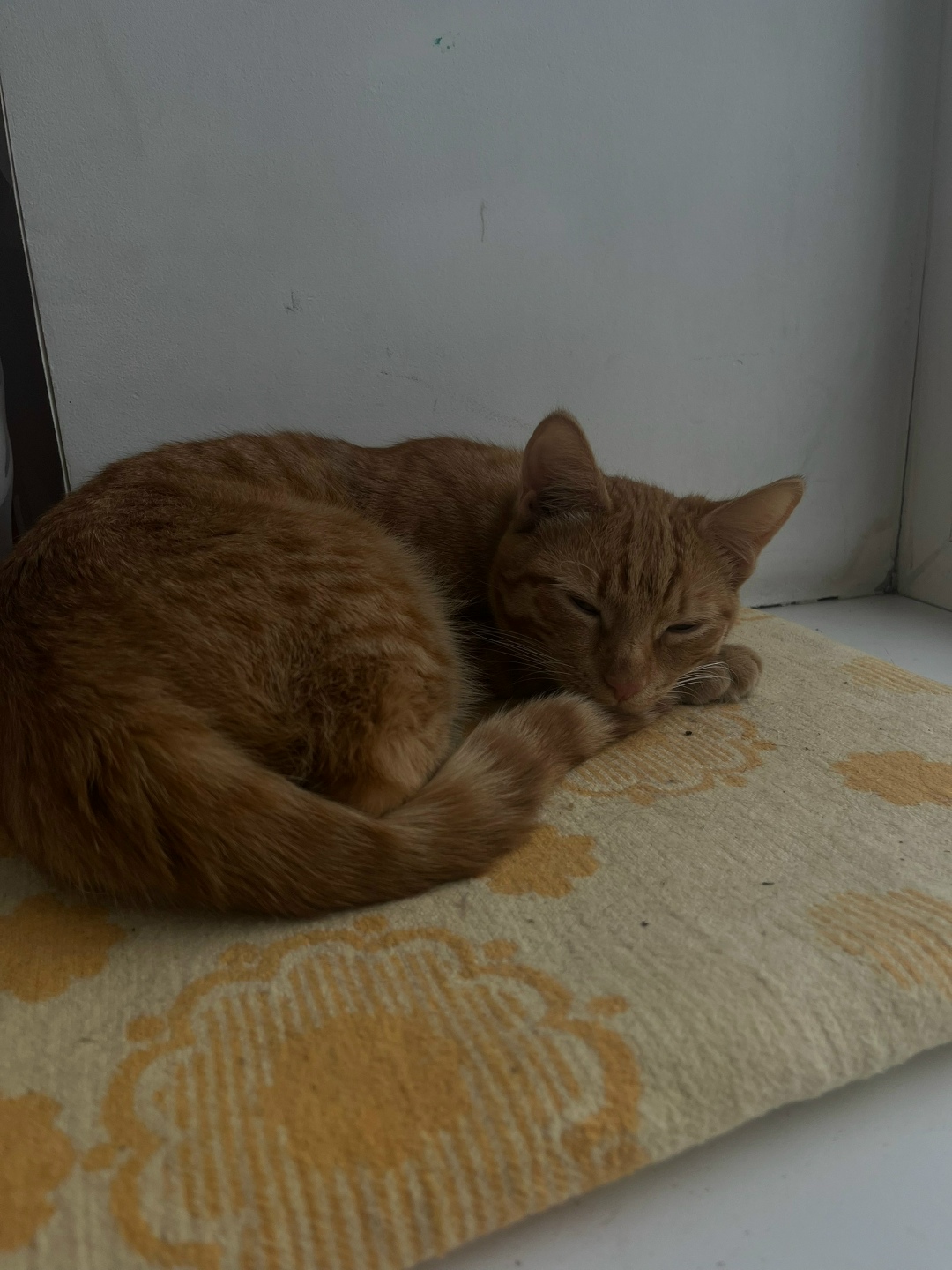 Найдена собака в Калуге — фото объявления