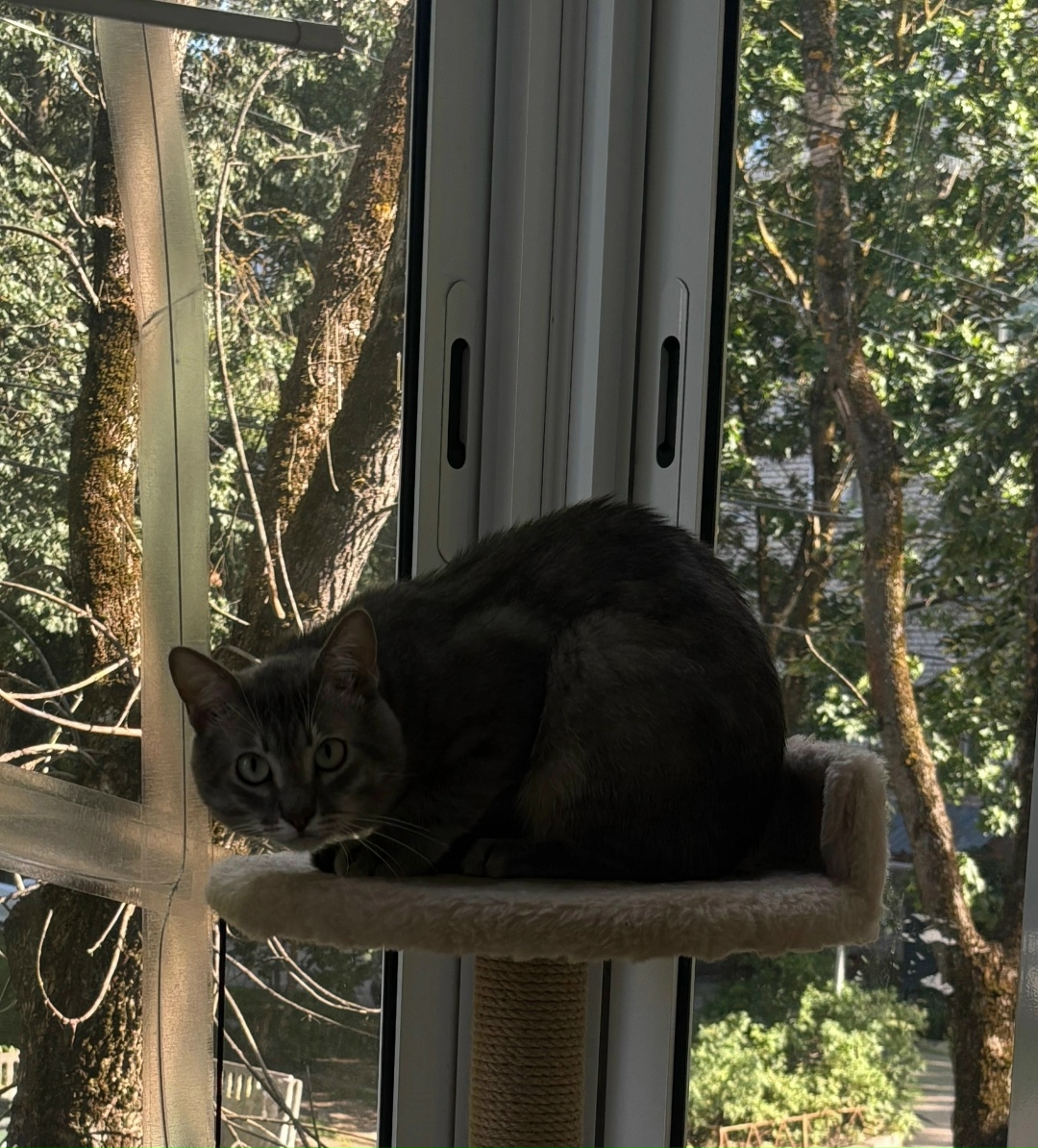 Найдена собака в Калуге — фото объявления