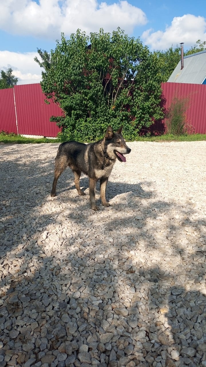 Найдена собака в Калуге — фото объявления