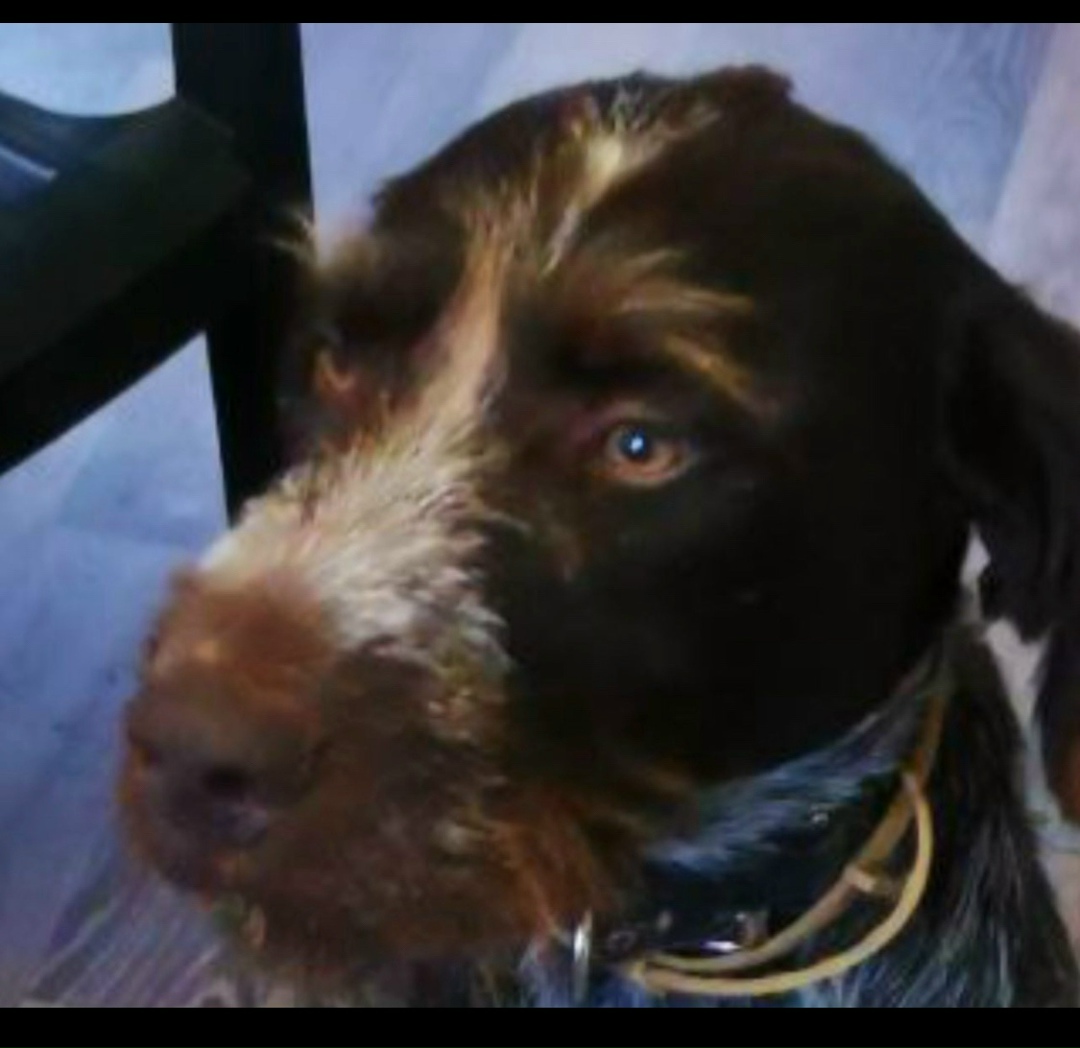 Найдена собака в Калуге — фото объявления