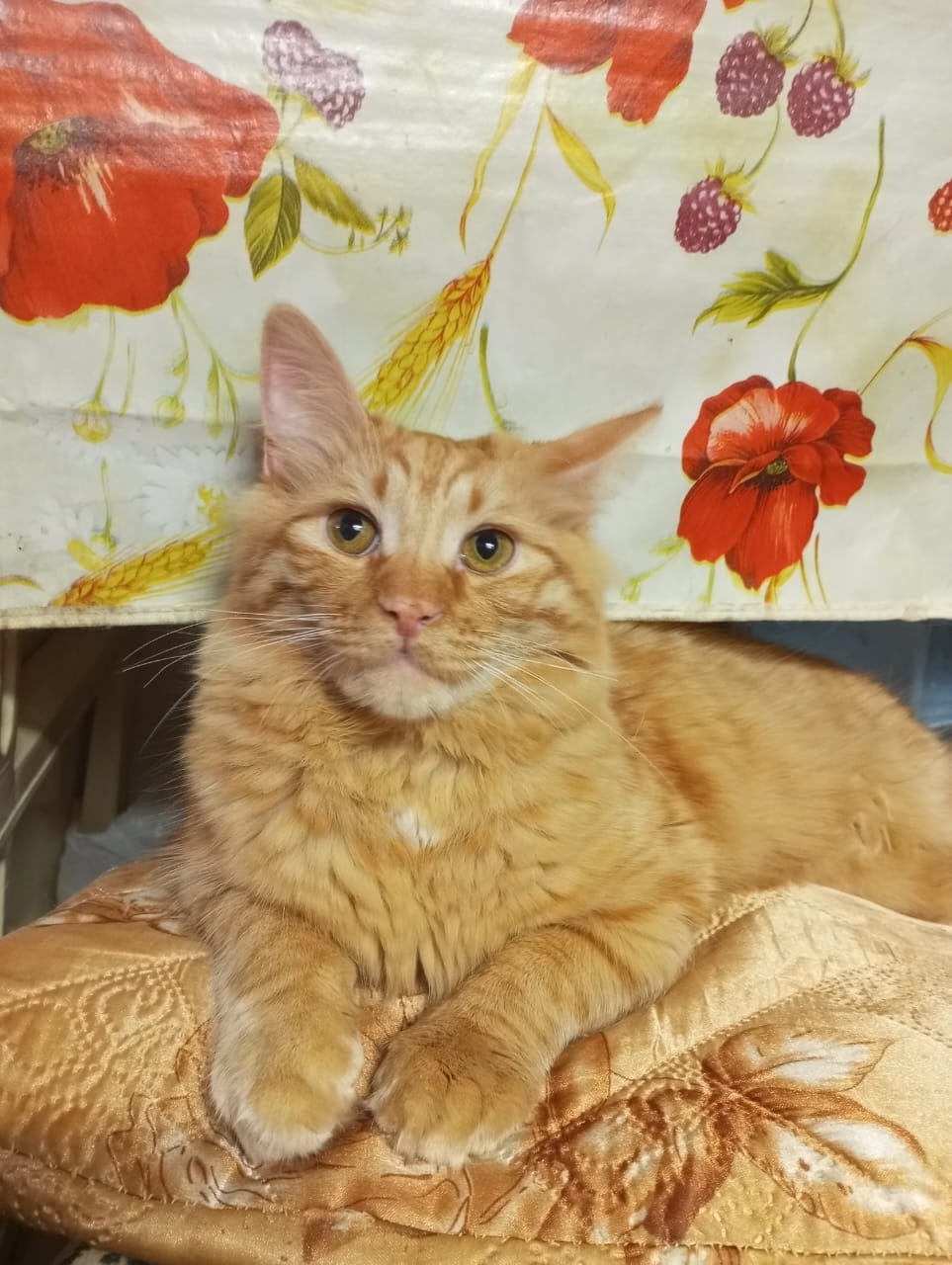 Найдена собака в Калуге — фото объявления