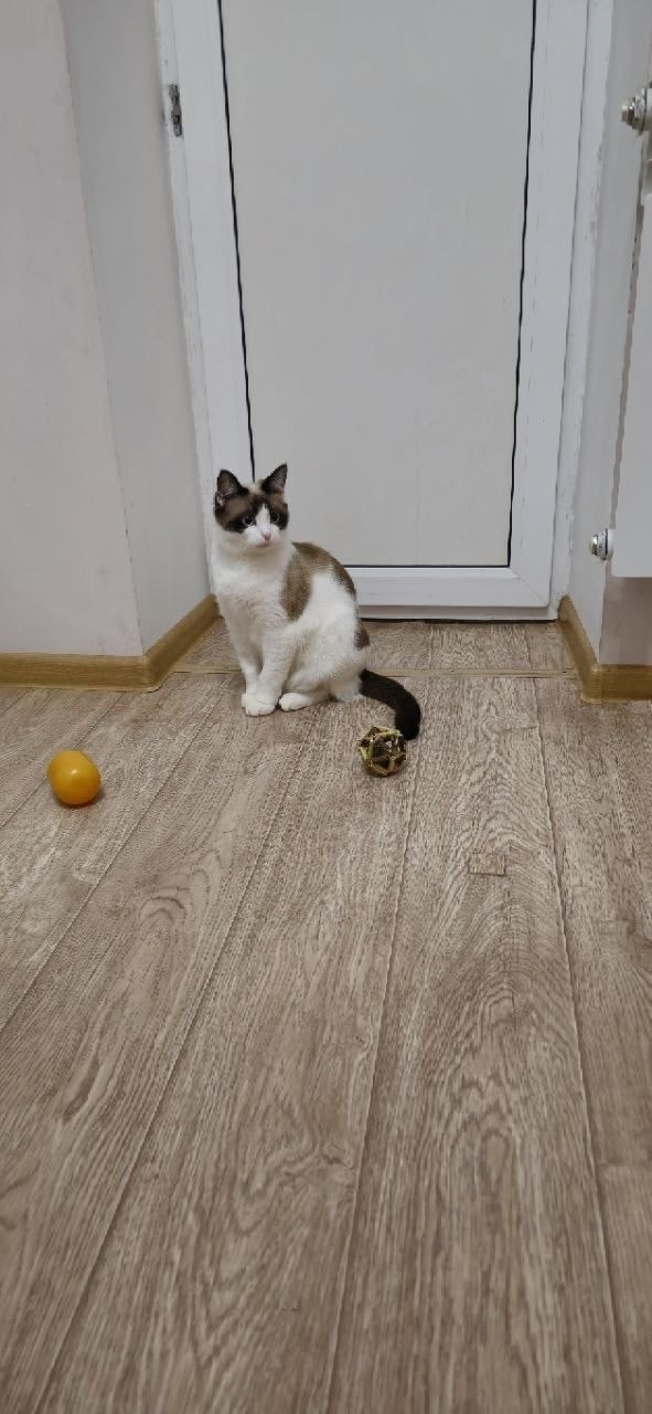 Найдена собака в Калуге — фото объявления