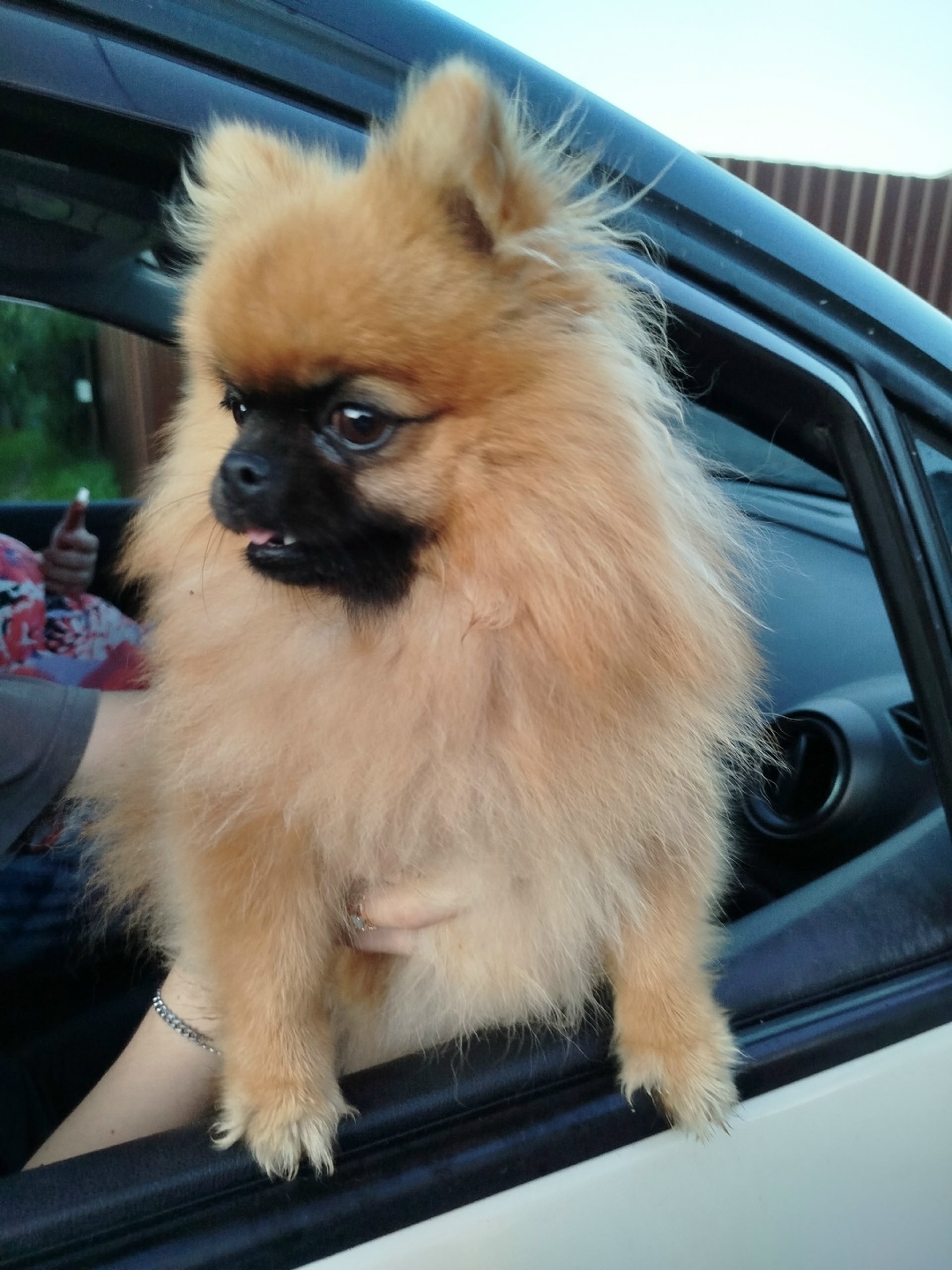 Найдена собака в Калуге — фото объявления