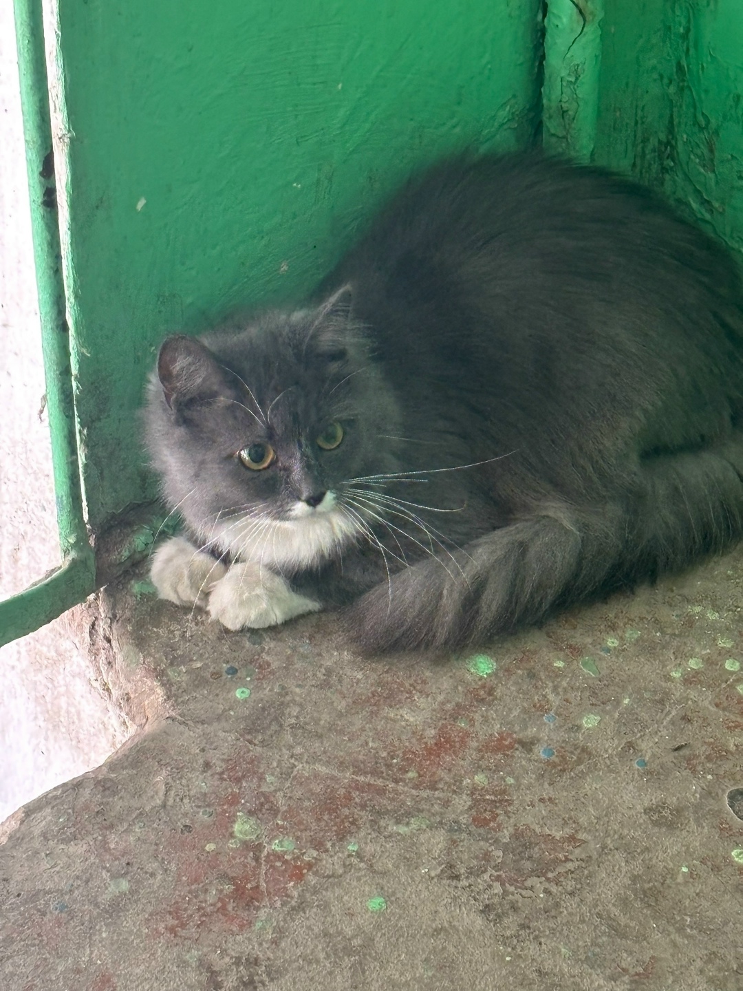 Найдена собака в Калуге — фото объявления