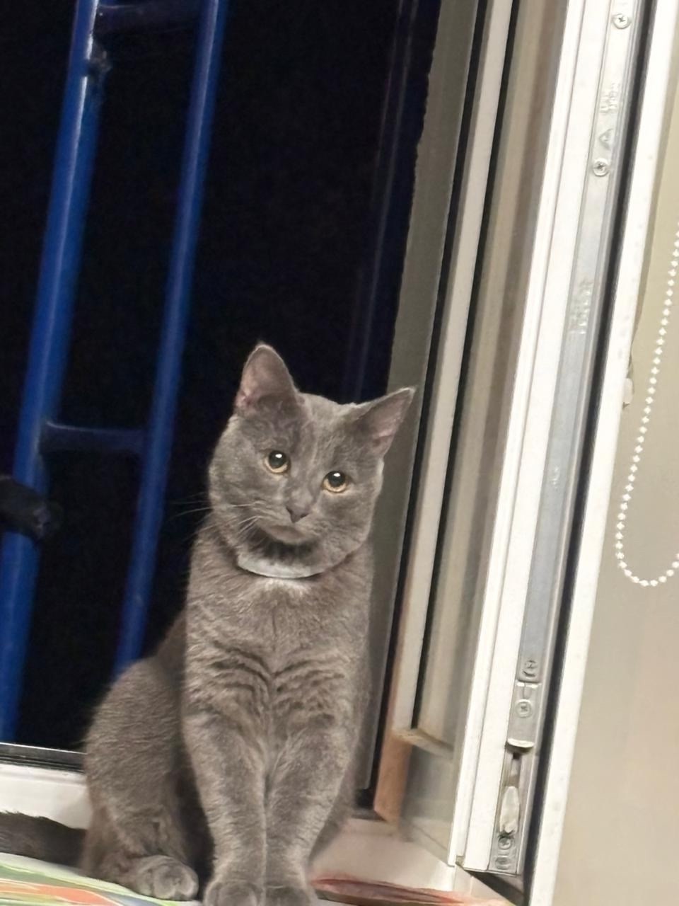 Пропала кошка в Калуге — фото объявления