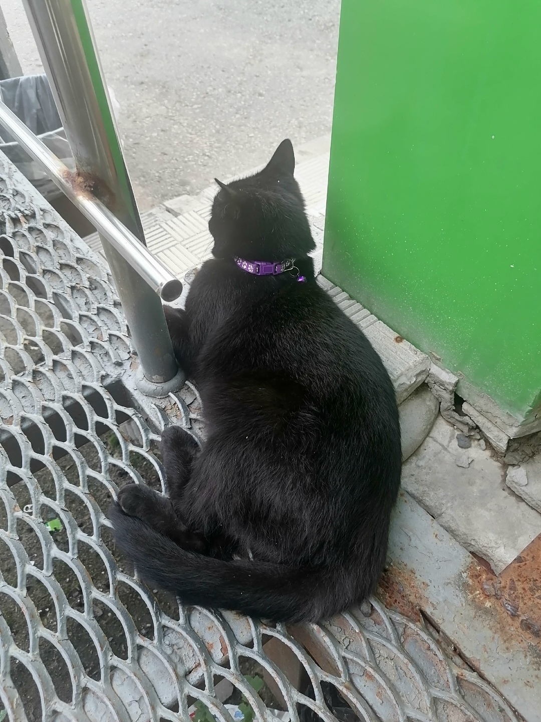 Найдена собака в Калуге — фото объявления