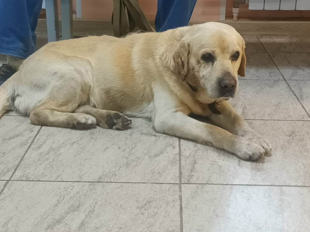 Найдена собака в Калуге — фото объявления