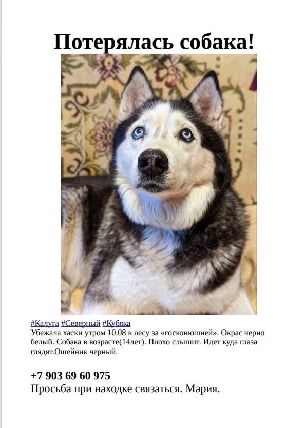 Найдена собака в Калуге — фото объявления