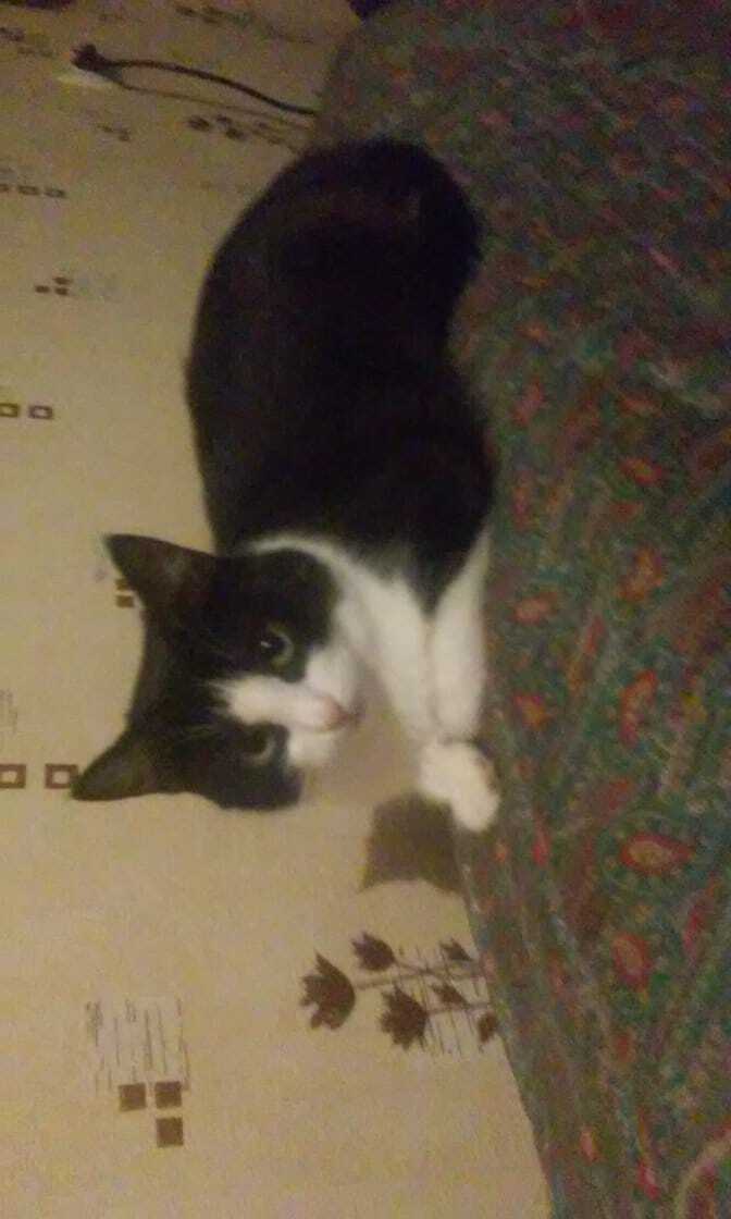 Найдена собака в Калуге — фото объявления