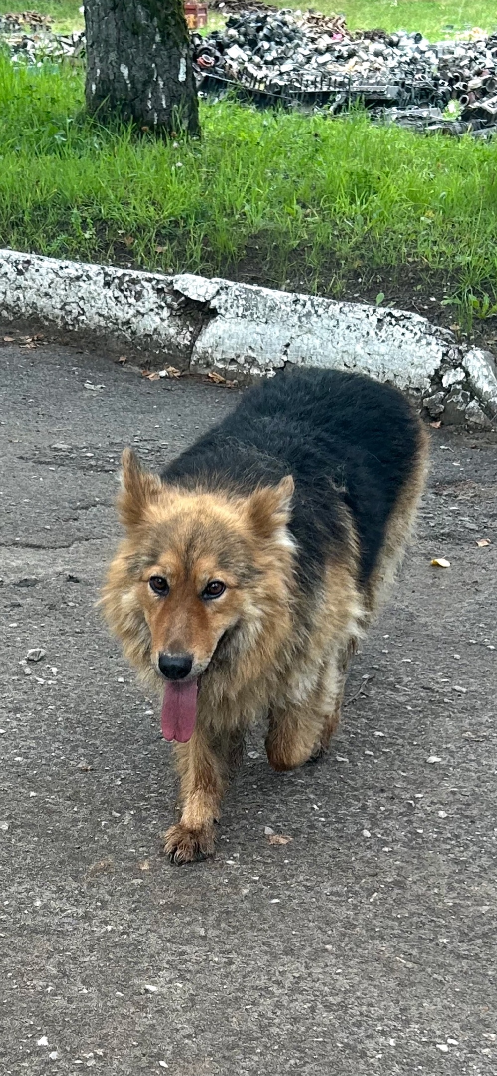 Найдена собака в Калуге — фото объявления