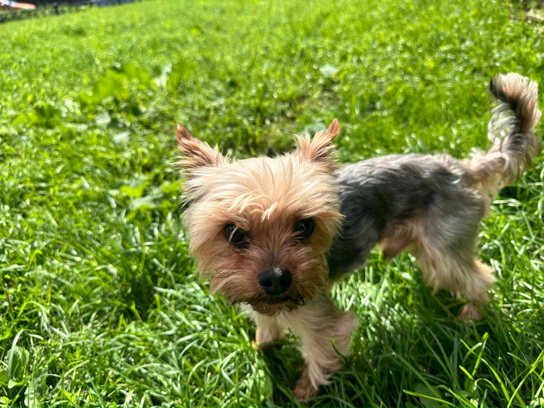 Найдена собака в Калуге — фото объявления