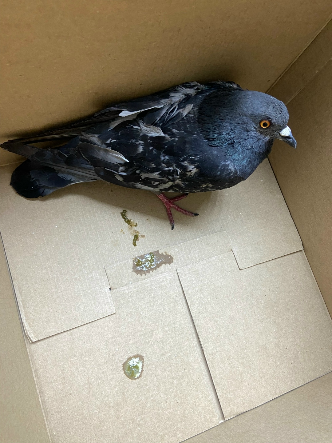 Найдена собака в Калуге — фото объявления