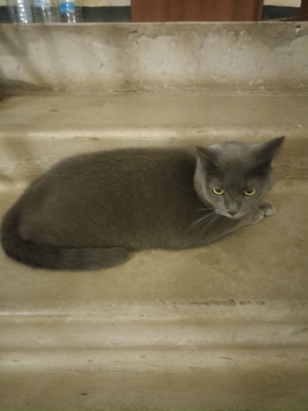 Найдена собака в Калуге — фото объявления