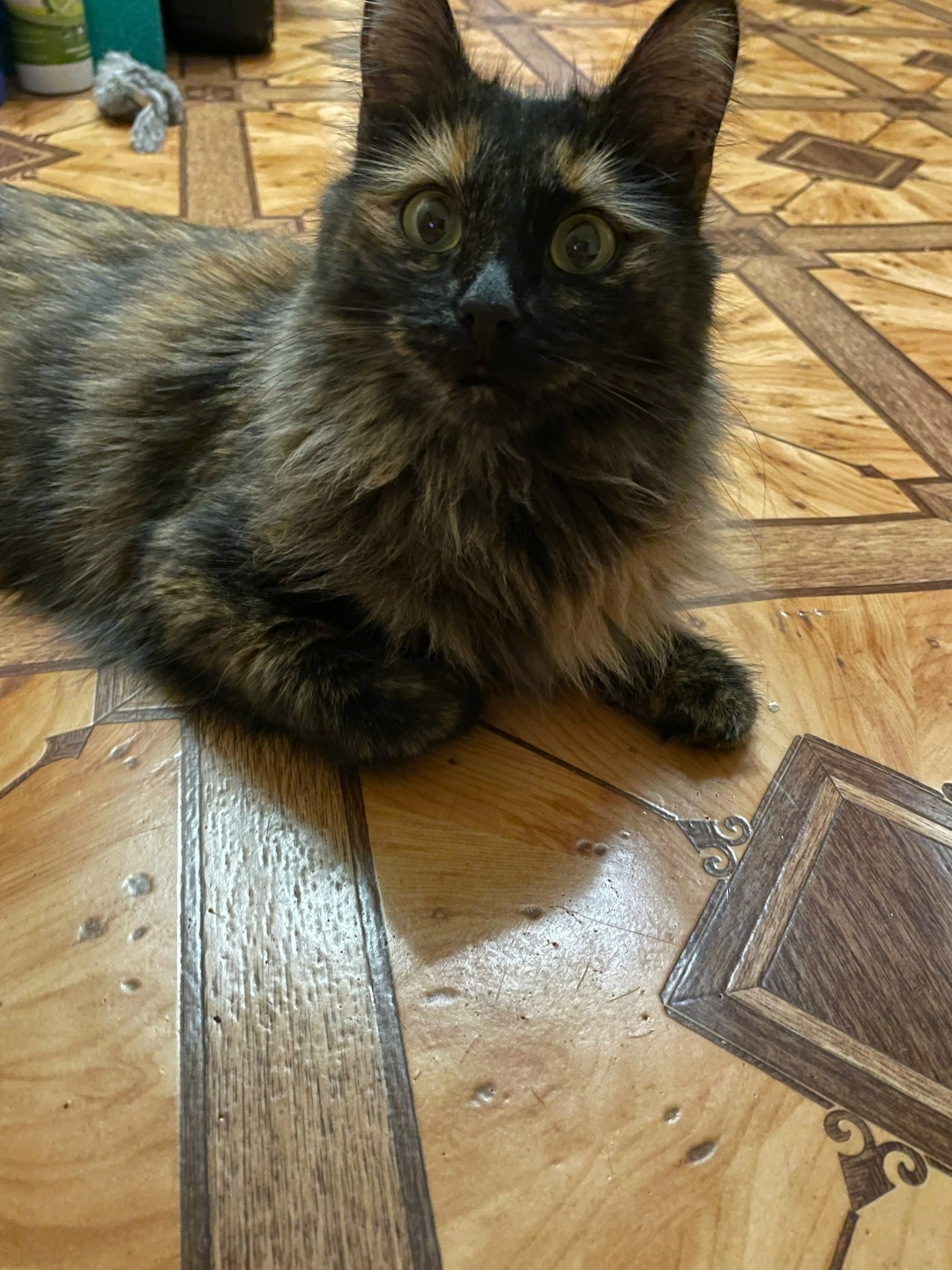 Найдена собака в Калуге — фото объявления