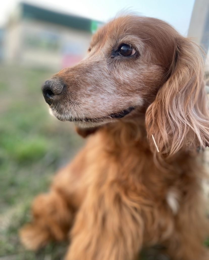 Найдена собака в Калуге — фото объявления