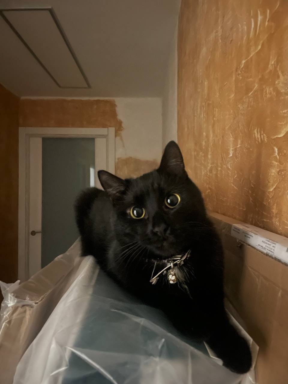 Найдена собака в Калуге — фото объявления