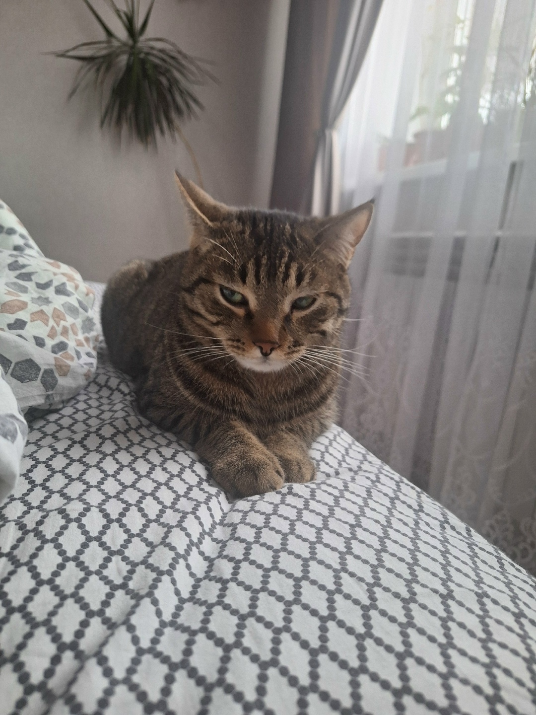 Найдена собака в Калуге — фото объявления